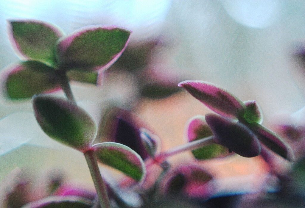 pink leaf by kali66