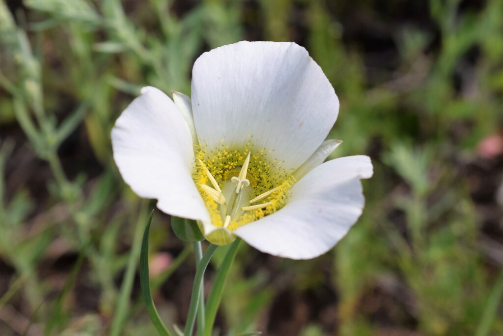 Mariposa Lily by sandlily