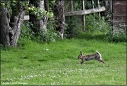 15th Jul 2021 - Run rabbit run