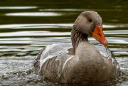 15th Jul 2021 - Water off a ducks back