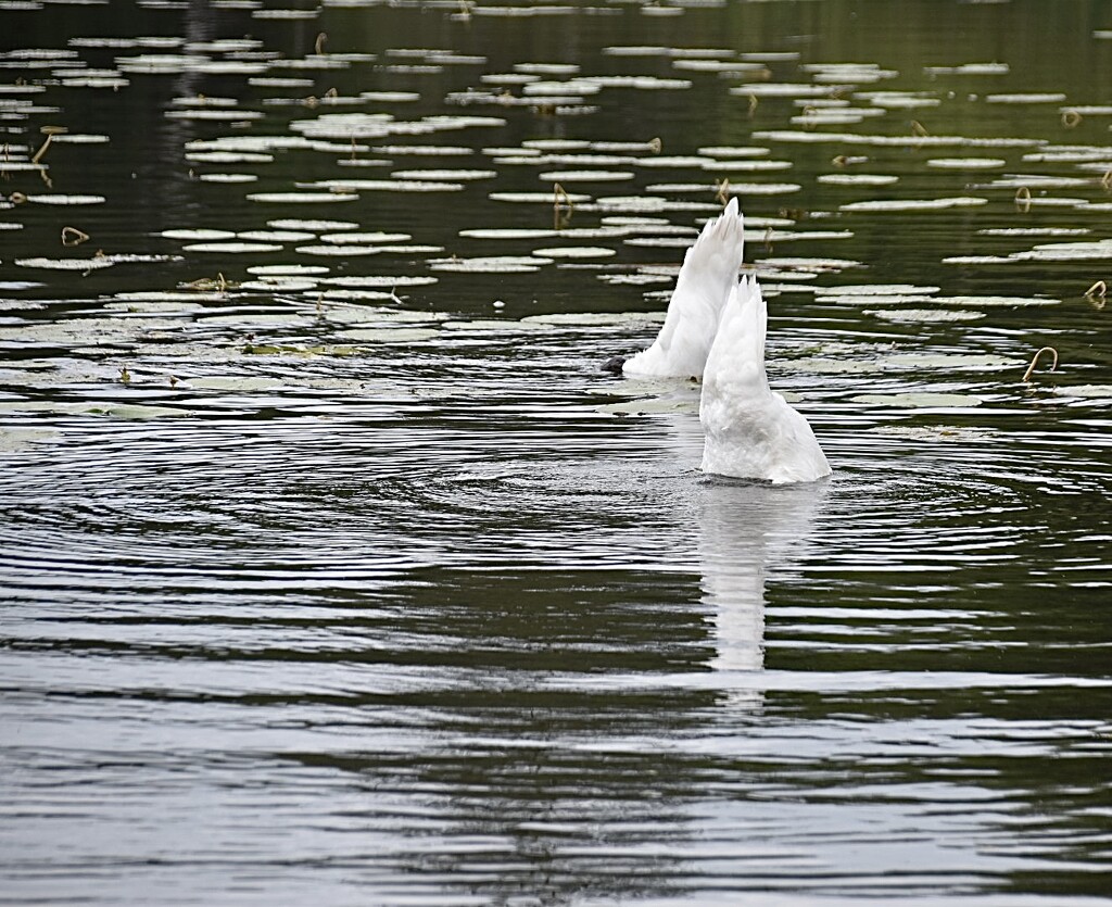 Swan Lake by wakelys