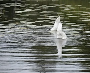 15th Jul 2021 - Swan Lake