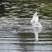 Swan Lake by wakelys