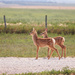 fawns by aecasey