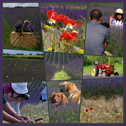 15th Jul 2021 - Photographers, props, posers, posies and poppies