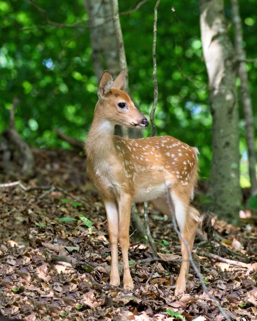 LHG-4192- fawn in the woods by rontu