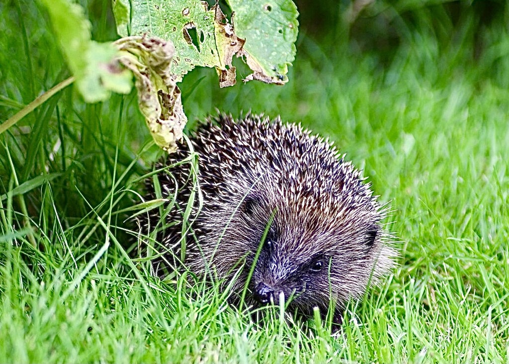 Hedgehog Visitor  by carole_sandford