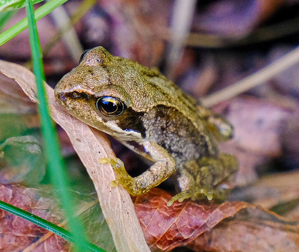 A Common Frog by 365nick