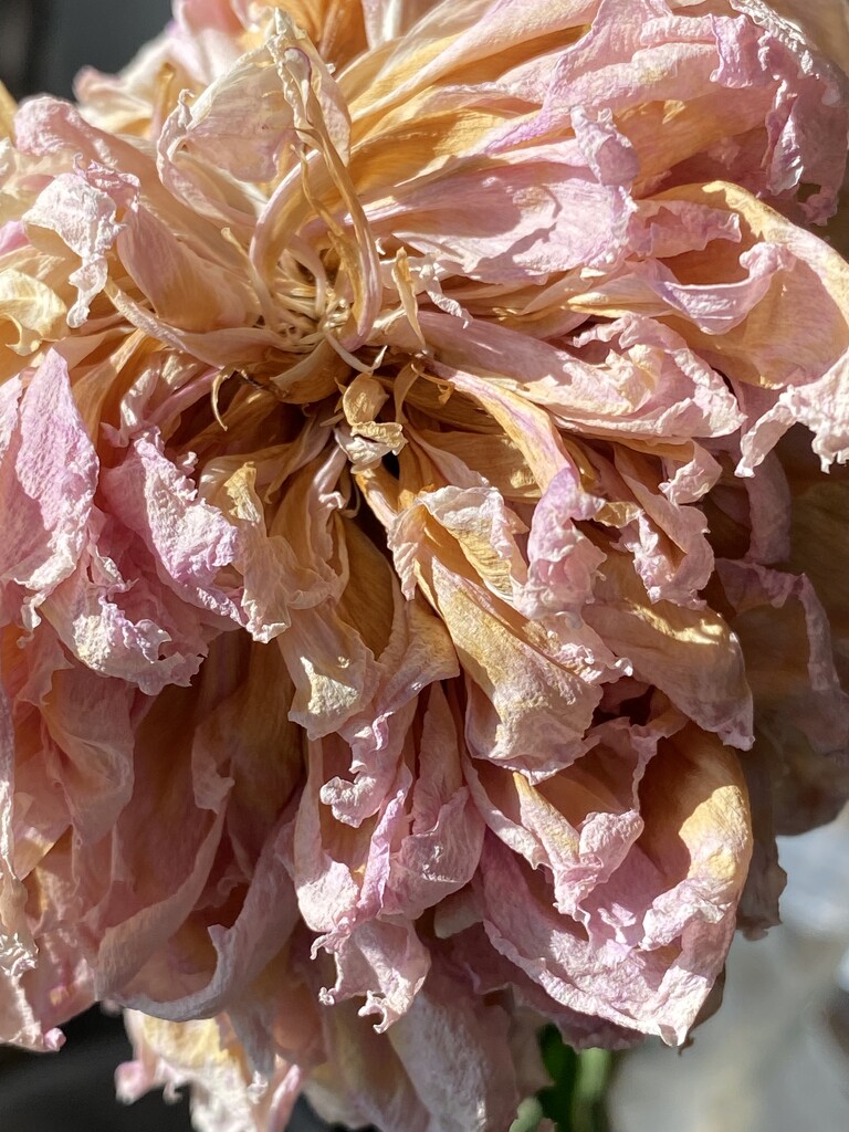 Dried up Peony  by clay88