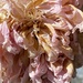 Dried up Peony  by clay88