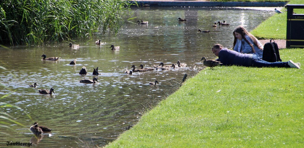 Feeding the Ducks by nodrognai