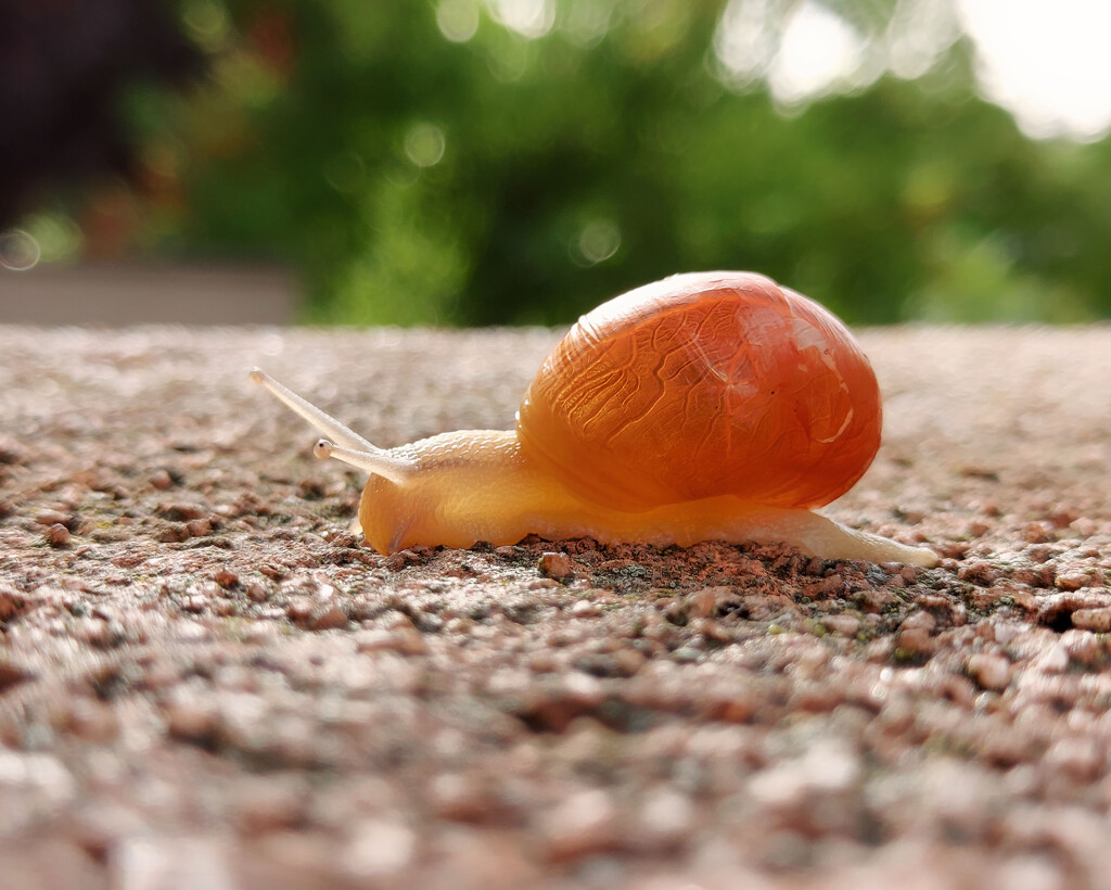 Snail by nmamaly