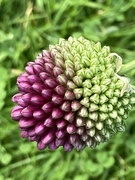 14th Jul 2021 - Allium Flower 
