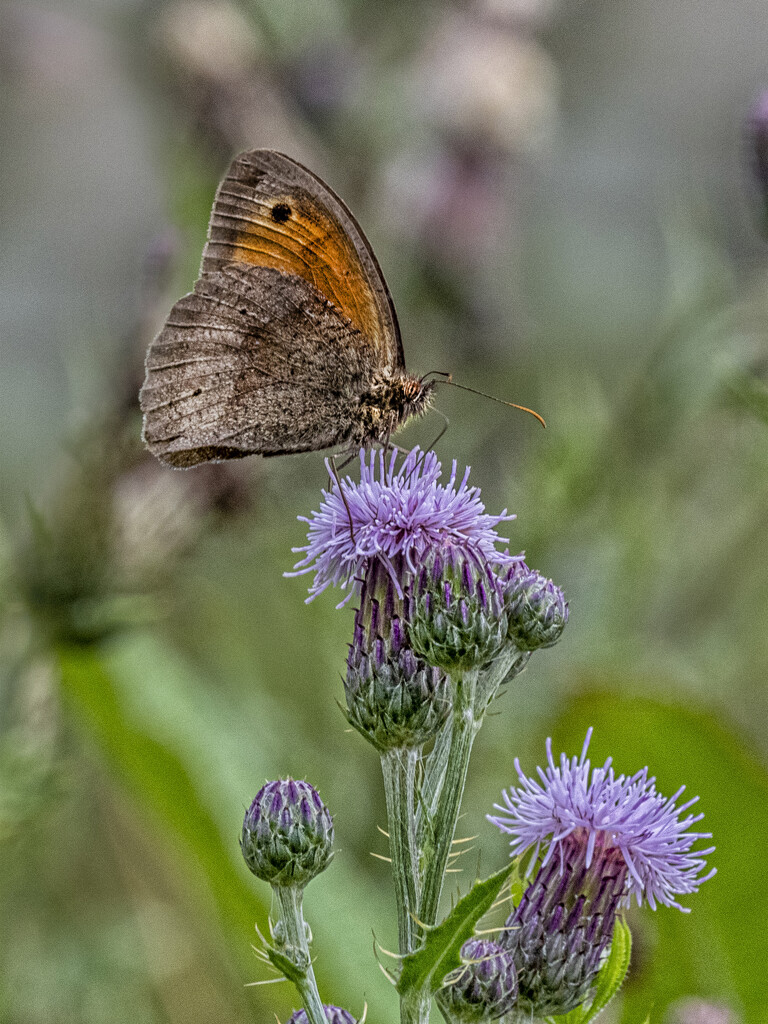 Thistle be a Meadow Brown. by gamelee
