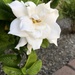 Gardenia  by loweygrace
