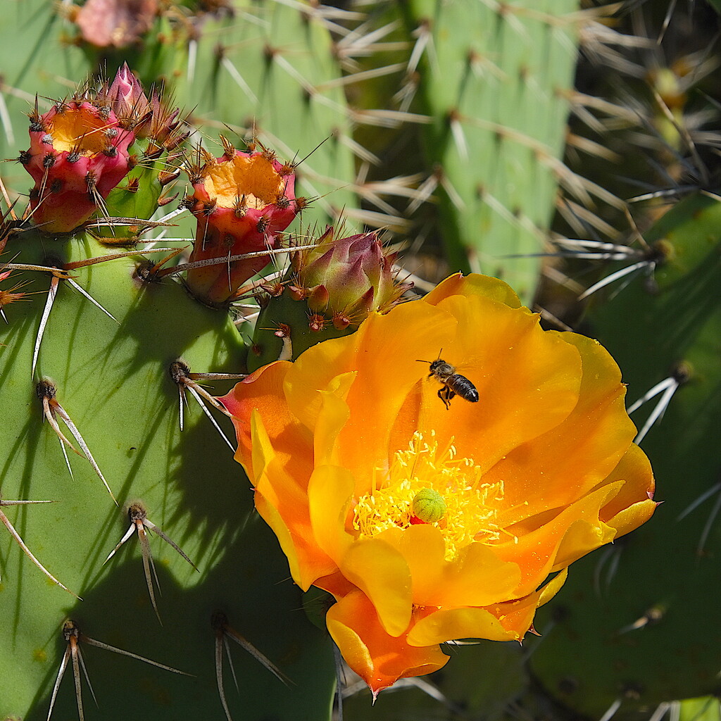 Bee and Cactus Flower by redy4et