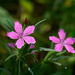 Tiny Pinks by gardencat