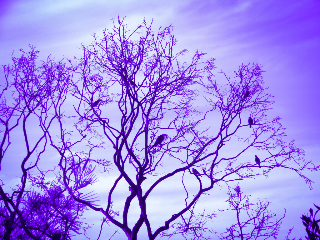indigo skies by koalagardens