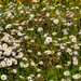 Mayweed by lifeat60degrees