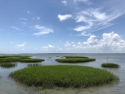 15th Jul 2021 - Summer scene.  Charleston Harbor and marsh.