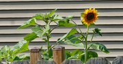 15th Jul 2021 - Sunflower peeking over the fence