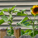 Sunflower peeking over the fence by larrysphotos