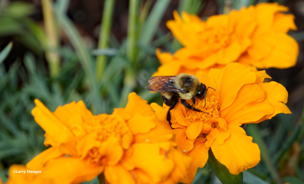Buzzy bee by larrysphotos