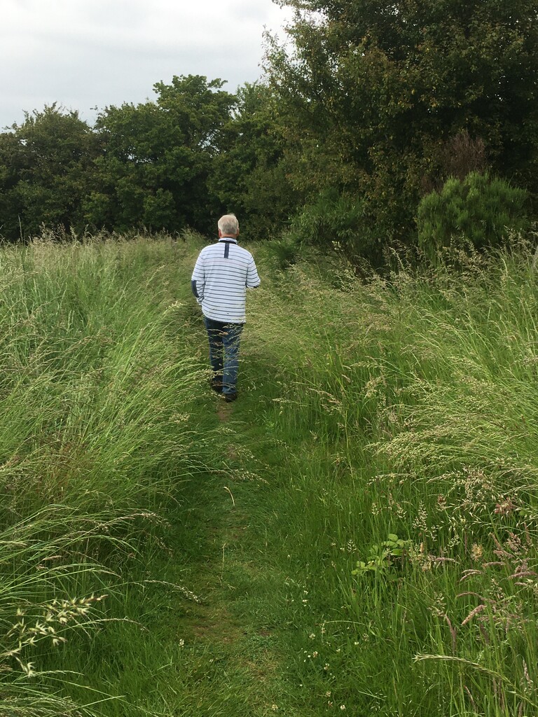 A walk through the meadow by lellie