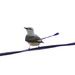  Scissor-tailed Flycatcher by stephomy