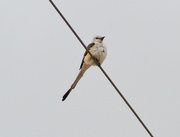 1st Jul 2021 -  Scissor-tailed Flycatcher