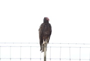3rd Jul 2021 - Turkey Vulture