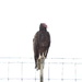 Turkey Vulture by stephomy