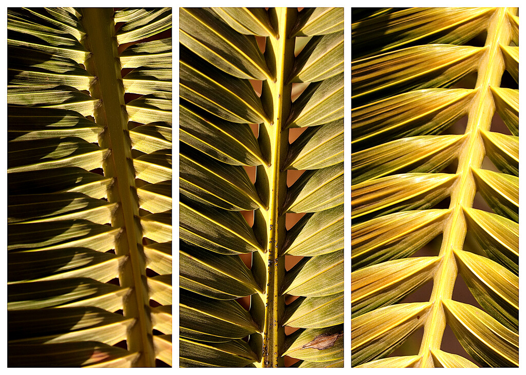 Palm triptych by elza