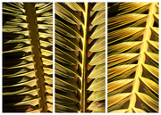 15th Jul 2021 - Palm triptych