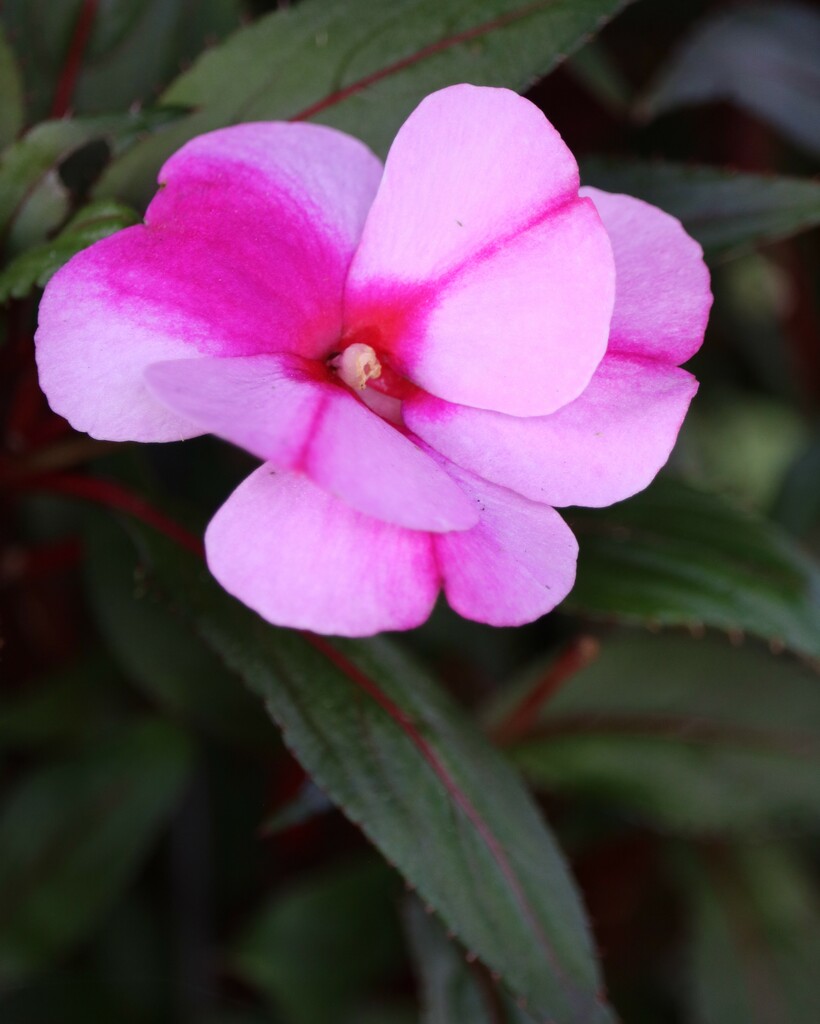 July 15: Impatiens by daisymiller