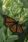 14th Jul 2021 - Milkweed Monarch