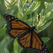 Milkweed Monarch by timerskine