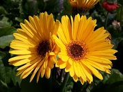 15th Jul 2021 - Yellow flowers