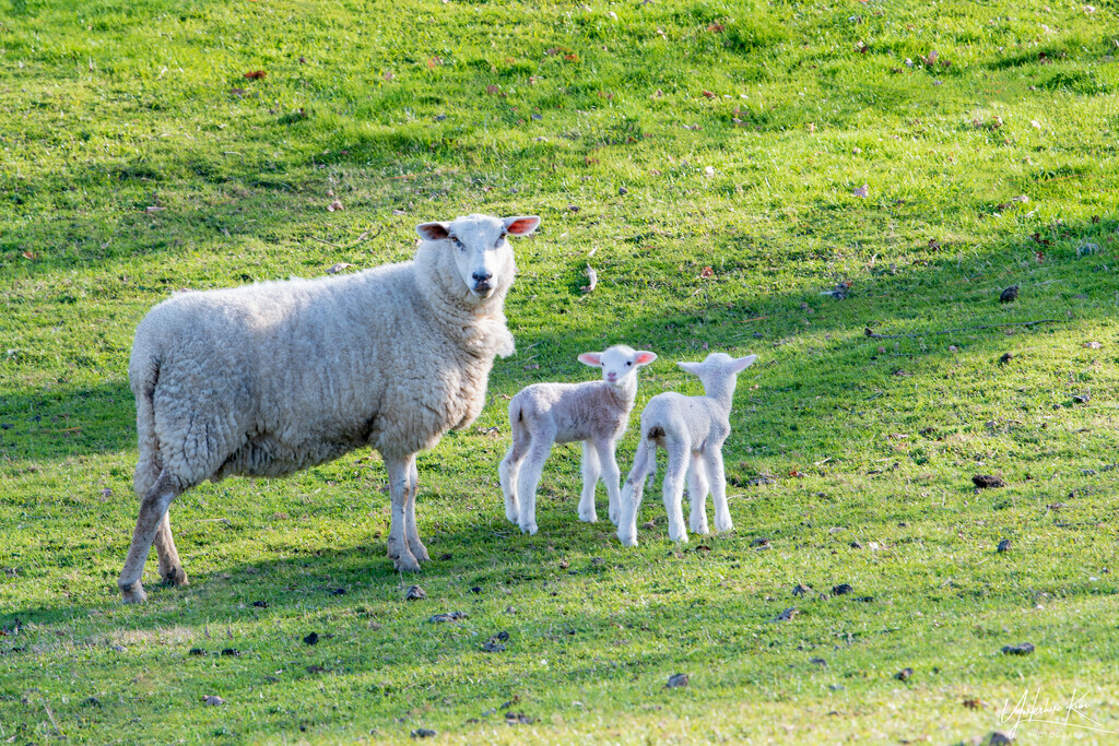 New Lambs by yorkshirekiwi
