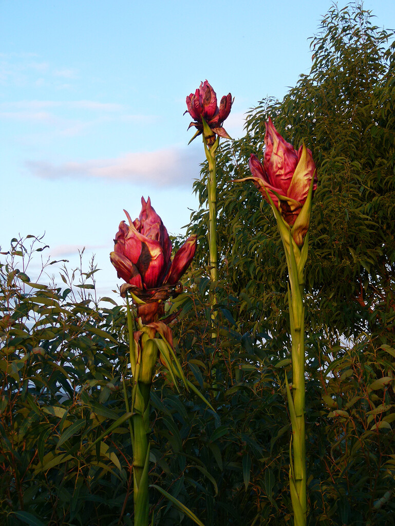 Budding Gymea Lilies by onewing