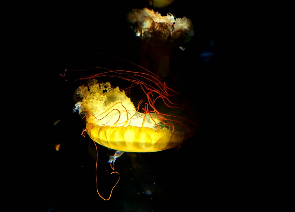 Jellyfish by harbie