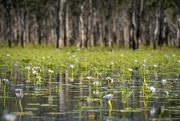 1st Jul 2021 - water lilies