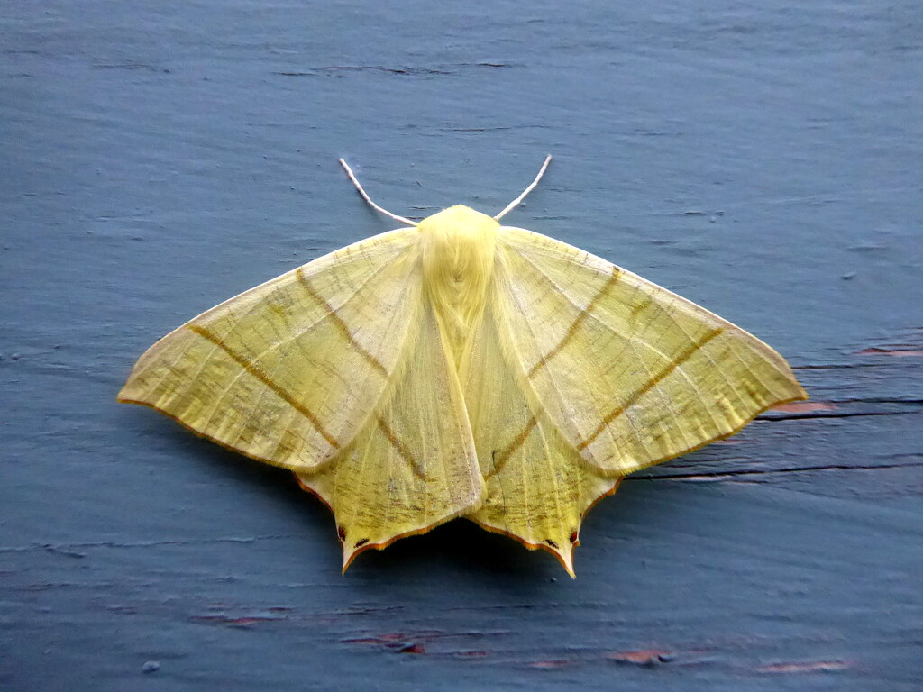 swallowtail moth by steveandkerry