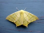 16th Jul 2021 - swallowtail moth