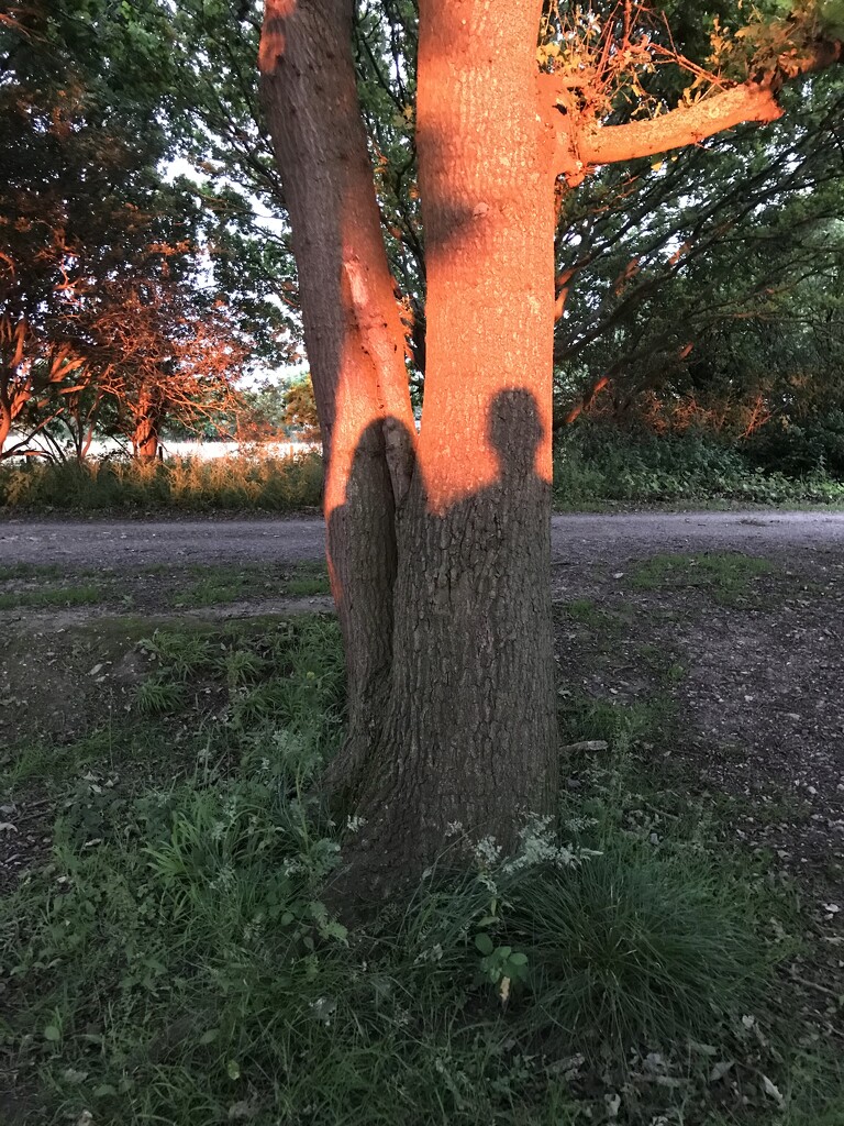Sunset shadow selfie by wakelys