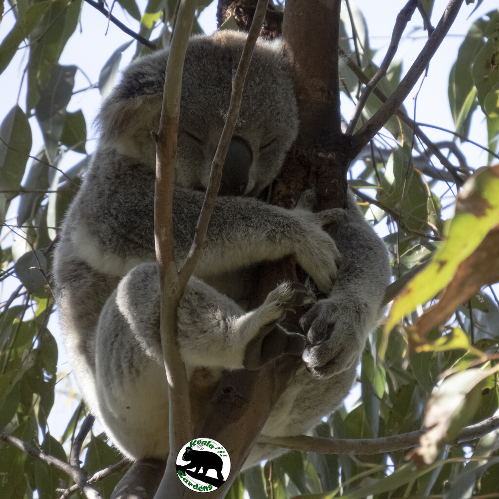 one bundle of beauty by koalagardens