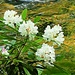 Rhododendron by peggysirk