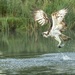 Osprey by shepherdmanswife