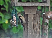 16th Jul 2021 - Brave little blue tit