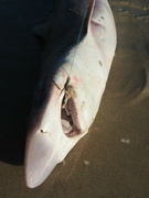 13th Jul 2021 - A 5 gilled Shark caught on our long line still very active didn’t want to get too close